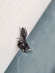 Ocrisiona leucocomis