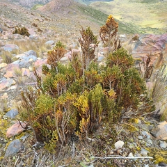 Andicolea ferruginea