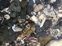 Calcinus californiensis