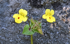 Erythranthe utahensis