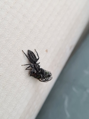 Ocrisiona leucocomis