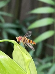 Episyrphus viridaureus