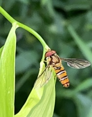 Episyrphus viridaureus