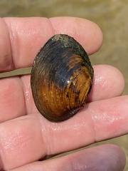 Pleurobema perovatum