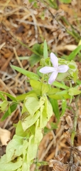 Yeatesia platystegia