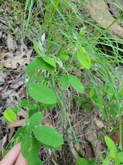 Lathyrus venosus