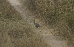 Nothoprocta cinerascens