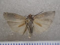 Cavipalpia argentilavella