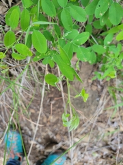 Lathyrus venosus