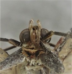 Cavipalpia argentilavella