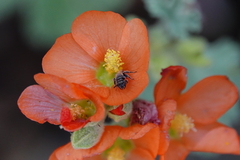 Macrotera
