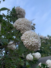 Viburnum carlesii
