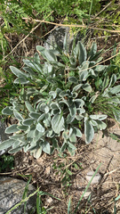 Stachys byzantina