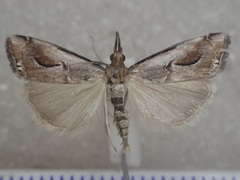Hednota dichospila