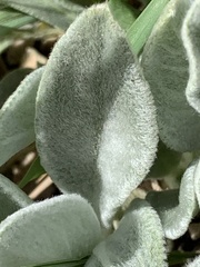 Stachys byzantina