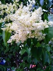 Syringa reticulata
