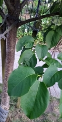 Syringa reticulata