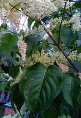 Syringa reticulata
