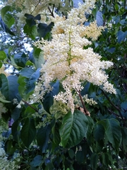 Syringa reticulata