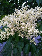 Syringa reticulata