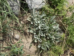 Stachys byzantina