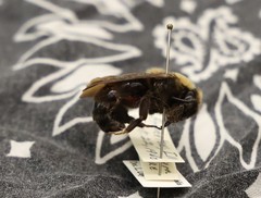 Bombus variabilis