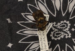 Bombus variabilis