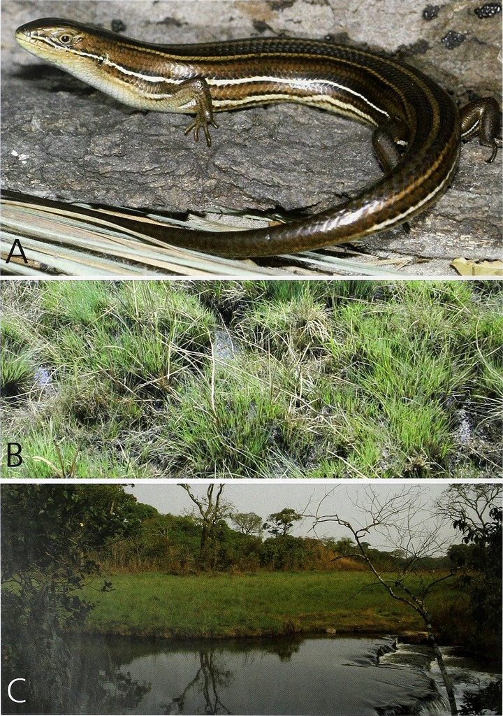 Iven's Skink