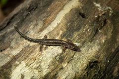 Plethodon dixi