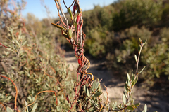 Cassytha glabella glabella