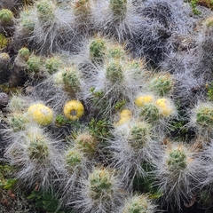 Austrocylindropuntia floccosa