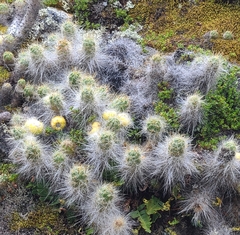Austrocylindropuntia floccosa