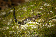 Plethodon dixi