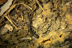 Plethodon dixi