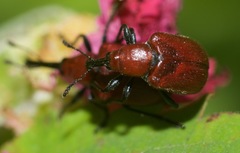 Merhynchites bicolor