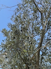 Olea