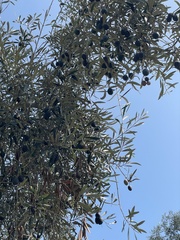 Olea