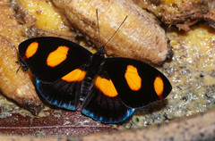 Catonephele numilia penthia