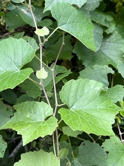 Vitis berlandieri