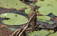 Acrocephalus australis australis