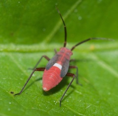 Lopidea instabilis