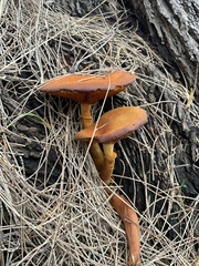 Armillaria luteobubalina