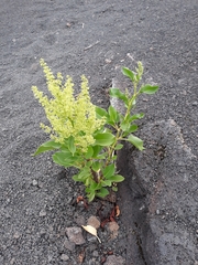 Rumex skottsbergii