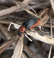 Collops tricolor
