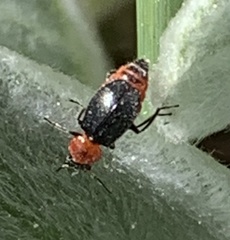 Collops tricolor