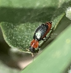 Collops tricolor