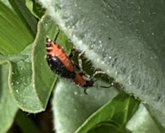 Collops tricolor