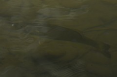 Micropterus dolomieu