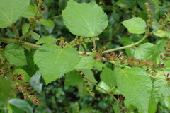 Triumfetta althaeoides