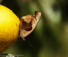 Catonephele numilia penthia